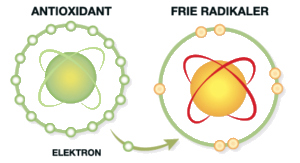 Hvad er en antioxidant og en fri radikal?